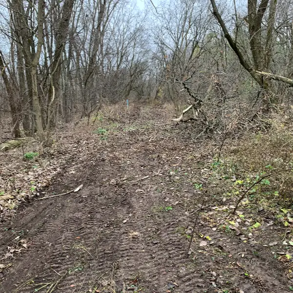 lot and land clearing